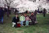 CherryBlossomGroup.jpg (38846 bytes)