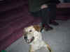 Woof.jpg (49401 bytes)