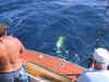 OneExpensiveFish.jpg (90125 bytes)