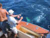 Reelin.jpg (92153 bytes)