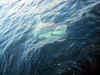 BubbaTheButtUglyOceanAngelFish.jpg (71144 bytes)