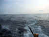 EarlyMorningTrollng.jpg (79757 bytes)