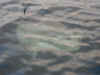 Tuna0027.JPG (61509 bytes)