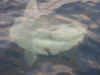 Tuna0028.JPG (61263 bytes)