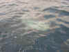 Tuna0029.JPG (61134 bytes)