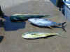 Tuna0034.JPG (69876 bytes)