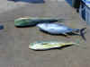 Tuna0035.JPG (70734 bytes)