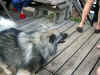 Woof.jpg (77292 bytes)